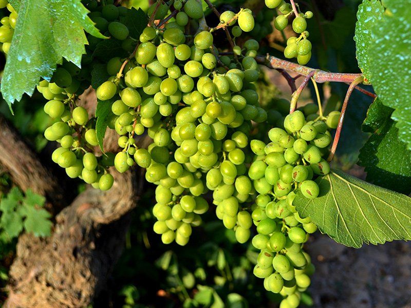 Hotel Domo Vilafranca del Penedès Zewnętrze zdjęcie